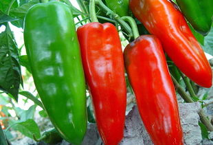 辣椒移植后注意事項(xiàng)