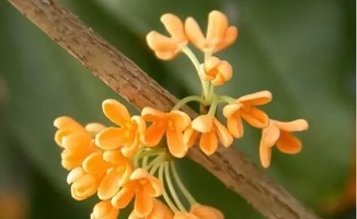 桂花重壓主干注意事項(xiàng)