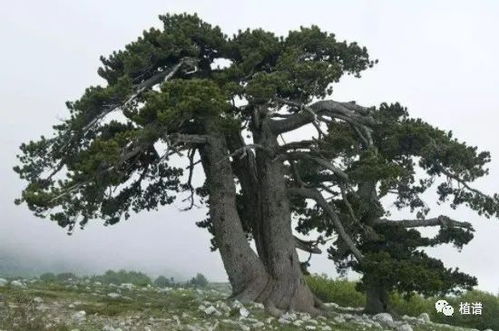 不老松栽養(yǎng)注意事項