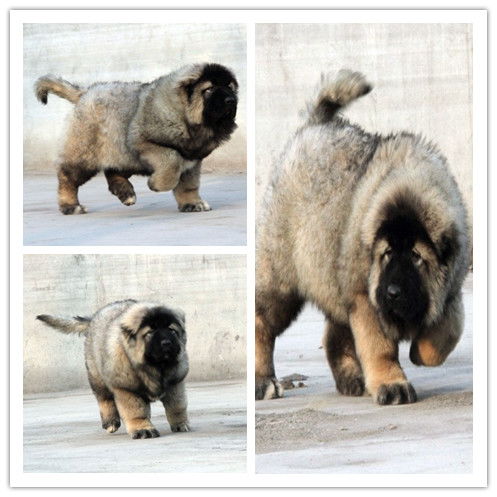 疫苗,注意事項(xiàng),預(yù)防