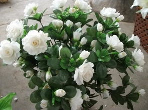 賣玫瑰花需要注意事項