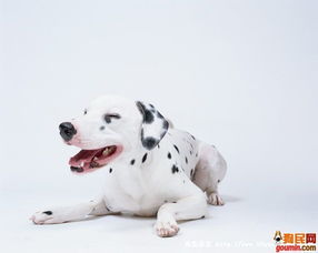 第一次養(yǎng)狗狗注意事項(xiàng)