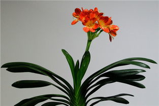 君子蘭有花蕾注意事項(xiàng)