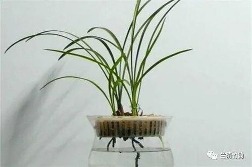 水培,注意事項(xiàng),方法