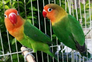 鸚鵡,飼養(yǎng),注意事項,紅牡丹