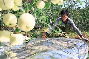 晚熟蘋果采收注意事項