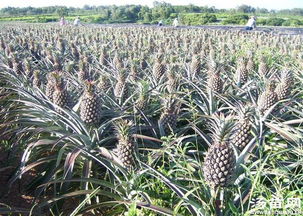 花盆種菠蘿注意事項(xiàng),菠蘿的注意事項(xiàng),吃菠蘿注意事項(xiàng)