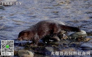 兔子交配注意事項,水貂保養(yǎng)注意事項,飼養(yǎng)水貂的注意事項