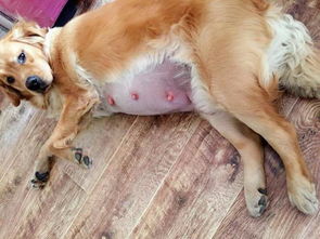 母狗懷孕時(shí)飲食的注意事項(xiàng),母狗絕育術(shù)前注意事項(xiàng),母狗產(chǎn)仔注意事項(xiàng)