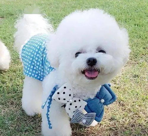 上班族,注意事項(xiàng),比熊