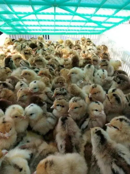 鴿子做疫苗后注意事項(xiàng)