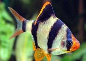 彩裙魚注意事項(xiàng)