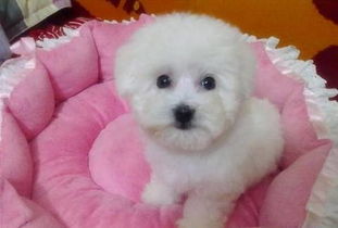 注意事項,冠狀病毒,比熊