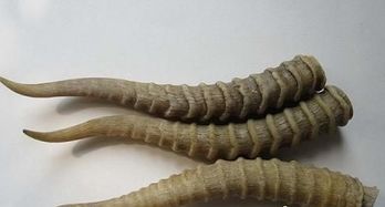 羚羊角,串珠,注意事項