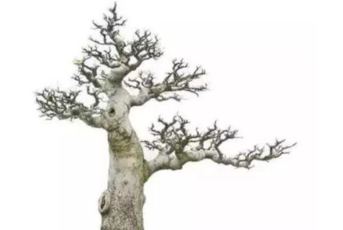 樸樹下山樁注意事項(xiàng)