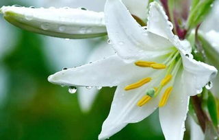 百合花,養(yǎng)殖,注意事項(xiàng),方法