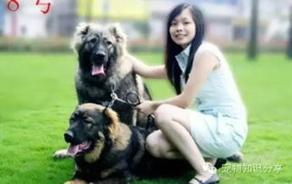 夏天室外養(yǎng)狗注意事項(xiàng)