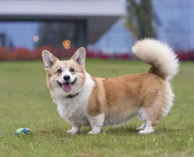 柯基斷尾注意事項