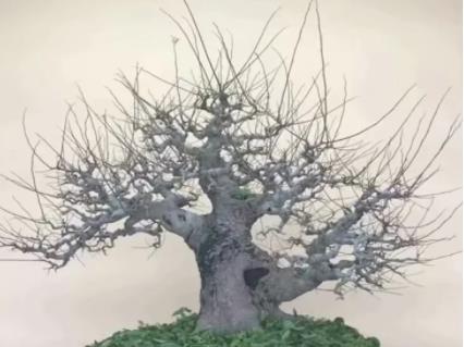 樸樹,下山,注意事項(xiàng)