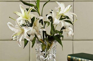 水養(yǎng)百合花注意事項
