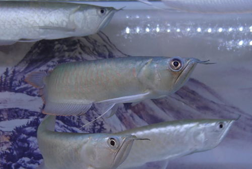 觀賞魚,注意事項(xiàng),中華鱘