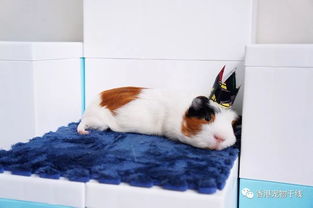 豚鼠懷孕要注意事項(xiàng)