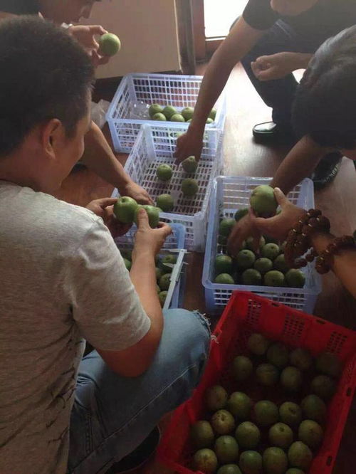 要注意,事項,刷美刀