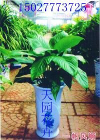 祥芋養(yǎng)殖注意事項(xiàng)