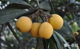 枇杷樹(shù)種植方法和注意事項(xiàng),枇杷樹(shù)的種植,枇杷樹(shù)栽種注意事項(xiàng)