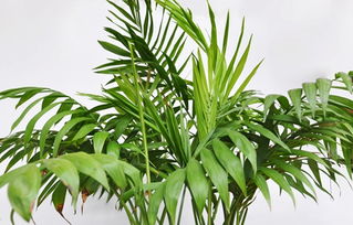 散尾葵的養(yǎng)殖方法和注意事項盆栽,散尾葵鳳尾竹的養(yǎng)殖方法和注意事項,散尾葵的養(yǎng)殖方法和注意事項葉子枯焦