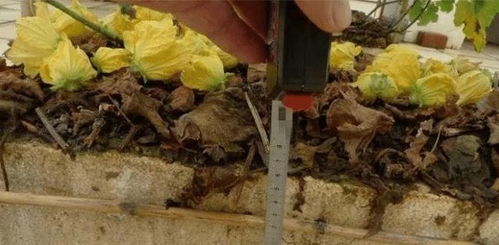 泡沫箱種蔬菜注意事項(xiàng),泡沫箱種菜注意事項(xiàng),泡沫箱合同注意事項(xiàng)