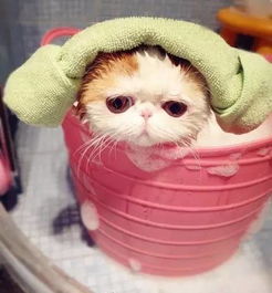 加菲貓洗澡注意事項(xiàng)