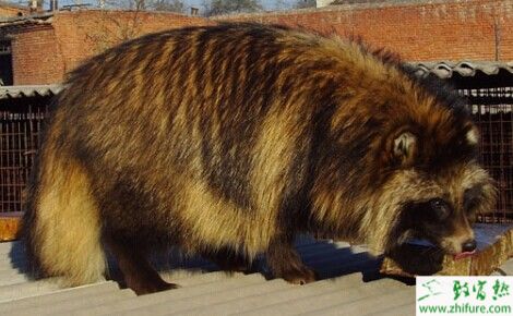 貉子產(chǎn)仔注意事項(xiàng)