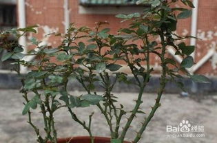 室內月季種植方法和注意事項