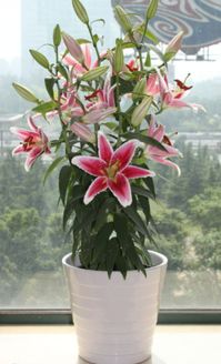 百合花,注意事項