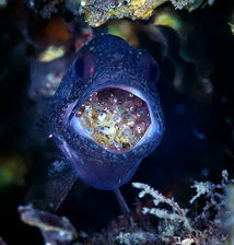 孵化,注意事項(xiàng)