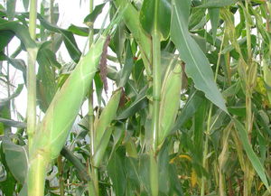 黃精,栽培,種植,注意事項