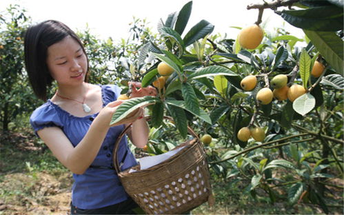 枇杷樹(shù)種植注意事項(xiàng)