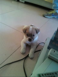 40天狗狗喂養(yǎng)注意事項(xiàng)