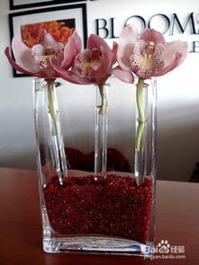 月季,種植,注意事項,室內