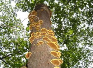 木耳的注意事項,吃木耳的注意事項,木耳的吃法注意事項