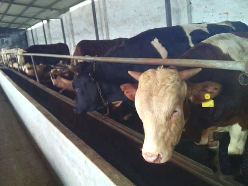 夏季養(yǎng)牛注意事項(xiàng)