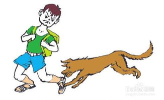 注射狅犬疫苗注意事項(xiàng)