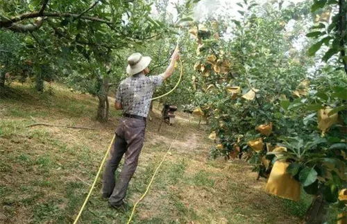 果樹(shù)花期打藥注意事項(xiàng),打藥機(jī)的使用方法注意事項(xiàng),月季打藥注意事項(xiàng)