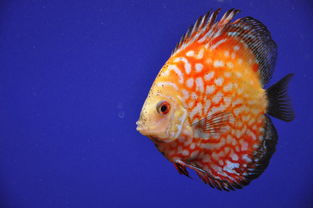 燕魚繁殖方法及注意事項(xiàng),養(yǎng)燕魚的注意事項(xiàng),新手養(yǎng)燕魚注意事項(xiàng)