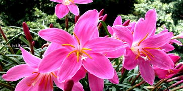 韭蘭分株注意事項