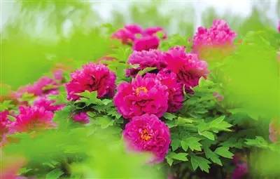 牡丹花澆水注意事項(xiàng),牡丹花種植方法和注意事項(xiàng),牡丹花的養(yǎng)殖方法和注意事項(xiàng)