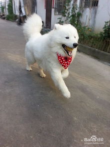 薩摩打疫苗注意事項