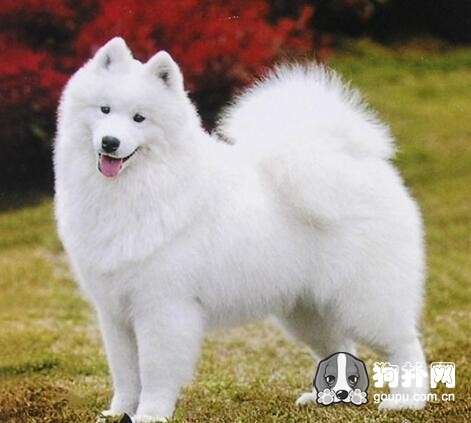 薩摩耶剃毛注意事項