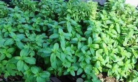 薄荷移栽注意事項(xiàng)